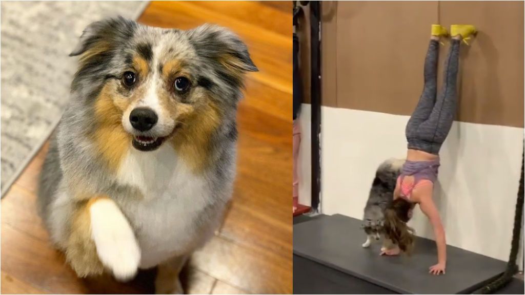 Tesla, la perrita fitness
