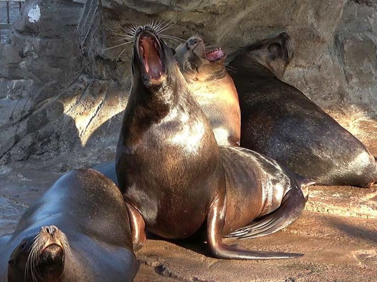 Los leones marinos no son tan dormilones como parecen: bostezan por  ansiedad y estrés - NIUS