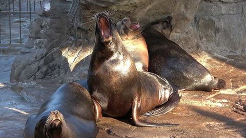 Los leones marinos no son tan dormilones como parecen: bostezan por  ansiedad y estrés - NIUS