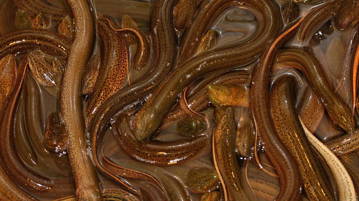 Un hombre de 52 años, al borde de la muerte tras comerse dos anguilas vivas para "curarse del estreñimiento"