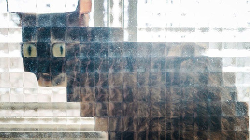 Las tiernas imágenes de gatos 'en baja resolución'