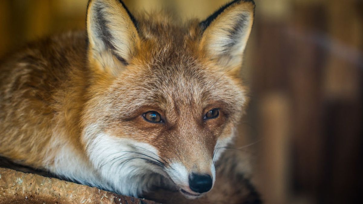Los animalistas se organizan para boicotear una cacería de zorros en Lugo Los animalistas se organizan para boicotear una cacería de zorros en Lugo