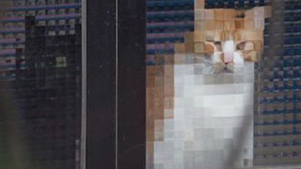 Las tiernas imágenes de gatos 'en baja resolución'