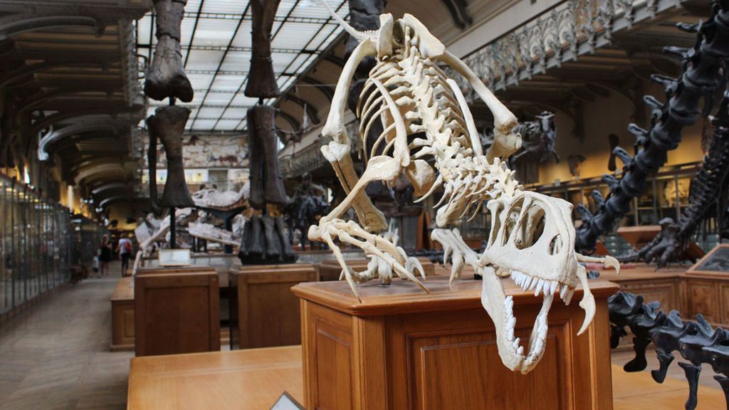Se acabó la discusión sobre la extinción de los dinosaurios: el meteorito tuvo la culpa Se acabó la discusión sobre la extinción de los dinosaurios: el meteorito tuvo la culpa