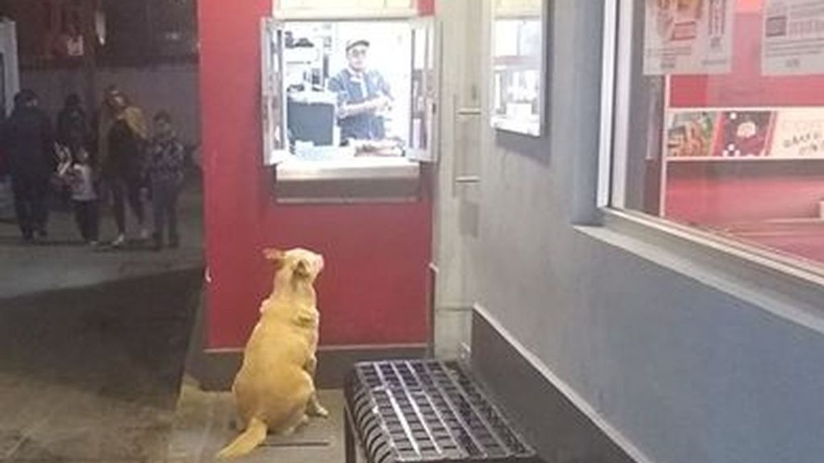 Güero, el perrito callejero que espera todos los días la caridad de un restaurante para poder cenar