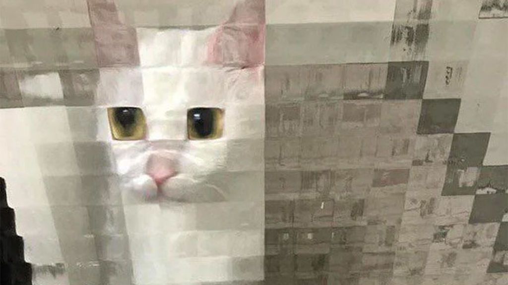 Las tiernas imágenes de gatos 'en baja resolución'