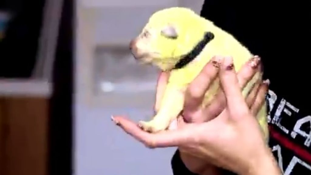 Los perros verdes no son tan raros: un cachorro de este color ha nacido en Estados Unidos Los perros verdes no son tan raros: un cachorro de este color ha nacido en Estados Unidos