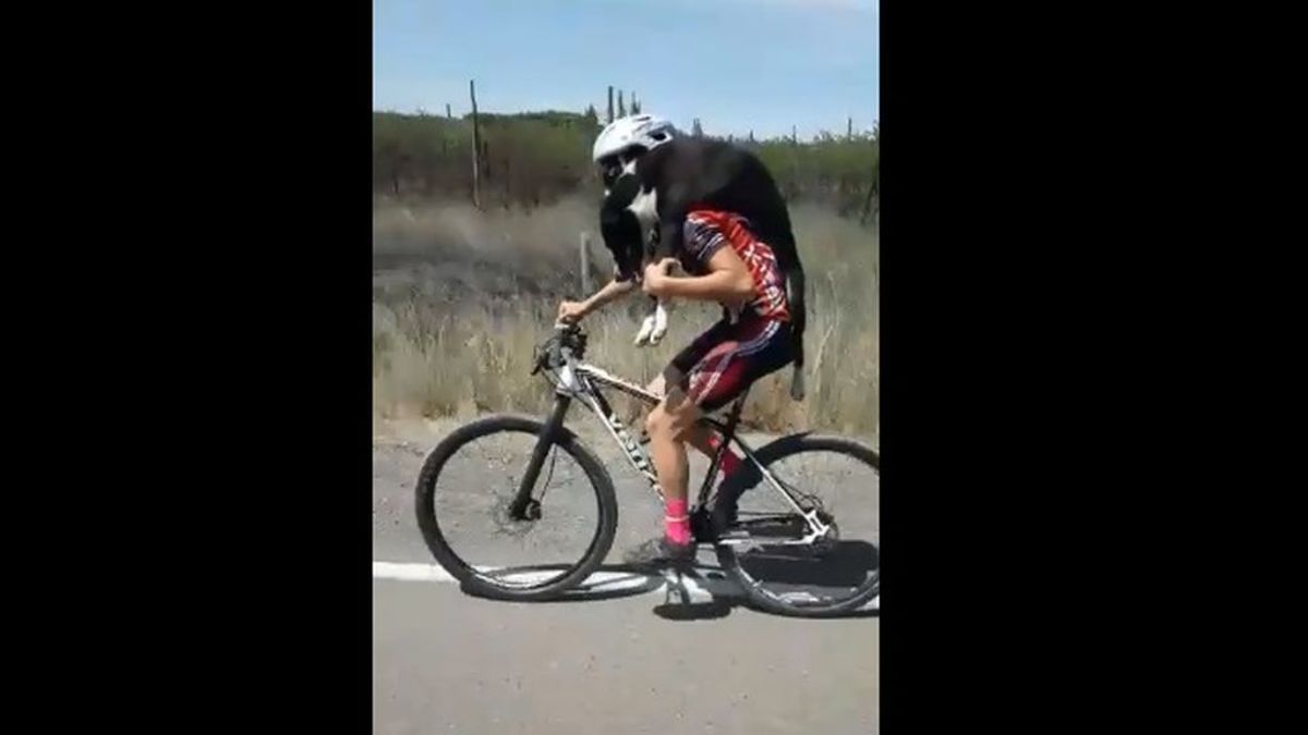 Un grupo de ciclistas rescatan a un perro abandonado en la carretera y lo ponen a salvo