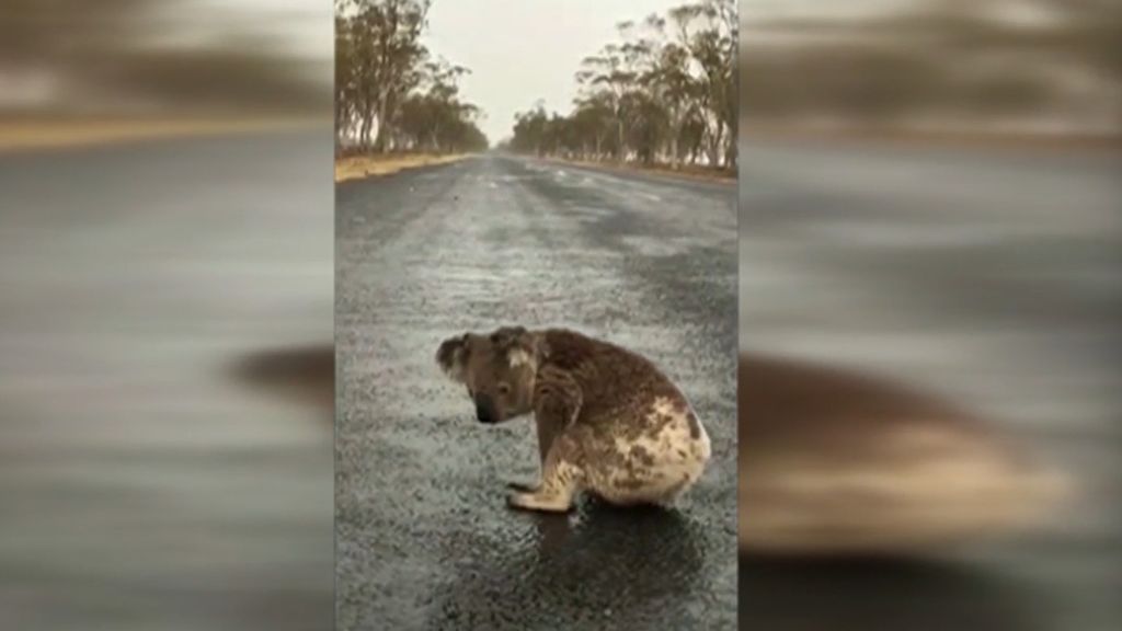 Los animales, víctimas indefensas de los fuegos de Australia: este koala medio quemado bebe agua del asfalto