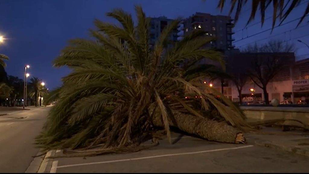 Los destrozos de Gloria afectan sobre todo a la Comunidad Valenciana: palmeras caídas y playas irreconocibles