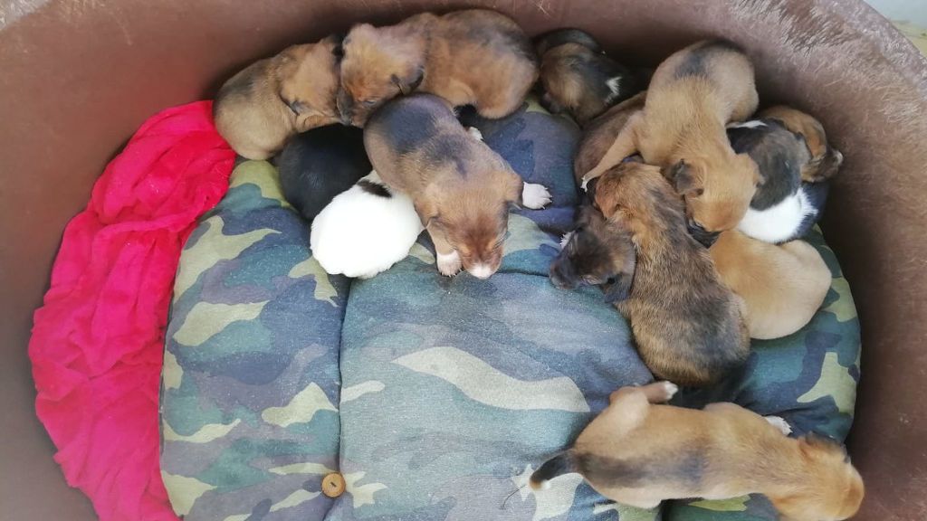 Los diecinueve cachorros y sus madres se encuentran bien