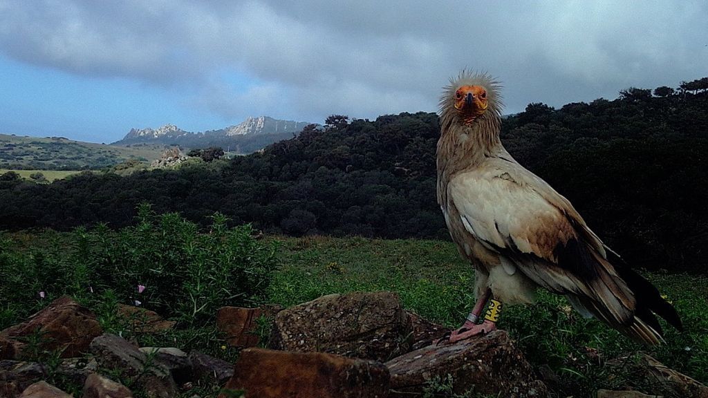 Una hembra de Alimoche captada por una cámara de trampeo, en Tarifa