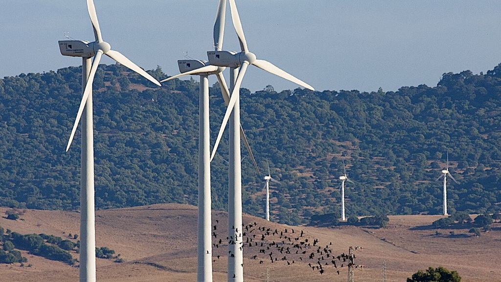 Una bandada de aves atraviesa un parque eólico