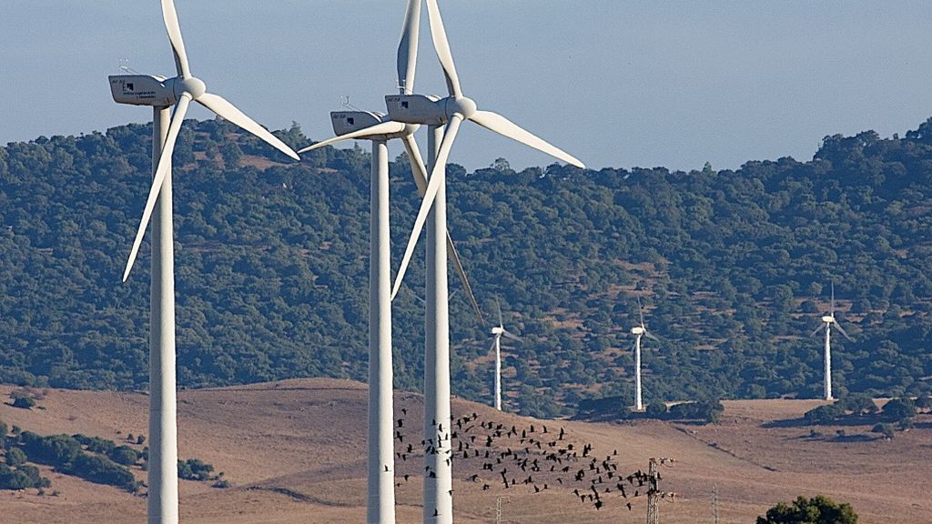 Una bandada de aves atraviesa un parque eólico