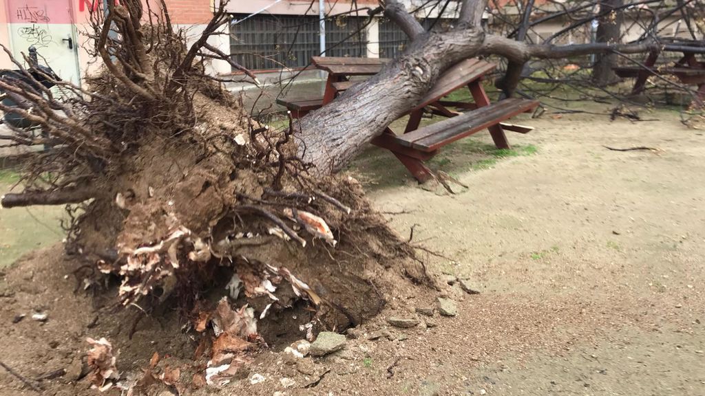 El viento arranca este árbol de raíz en el Maresme