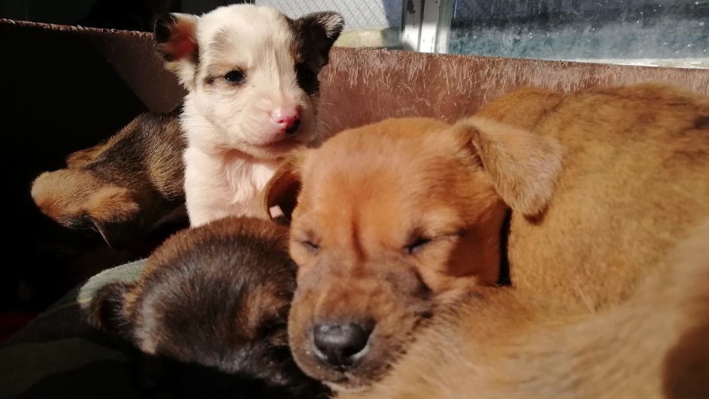 La intervención para sacar del conducto a los tres cachorros duró unas tres horas