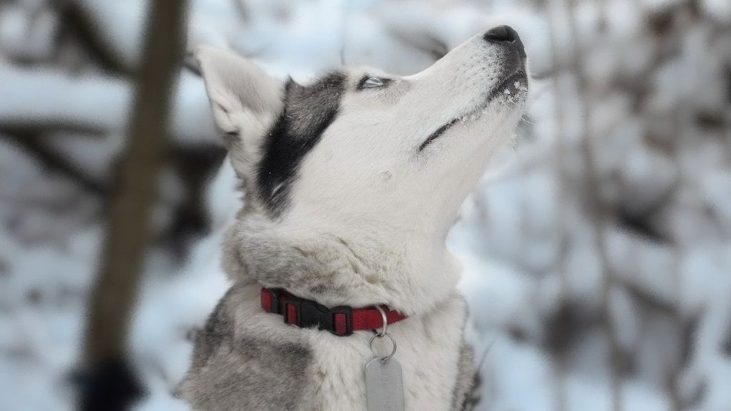 Un husky abandonado por ser bizco encuentra un hogar gracias a sus ojos raros