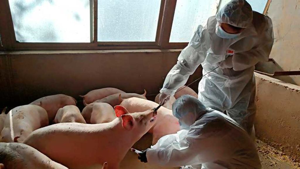 José Manuel Sánchez-Vizcaíno, el científico de los 10M€ para obtener la vacuna contra la peste porcina