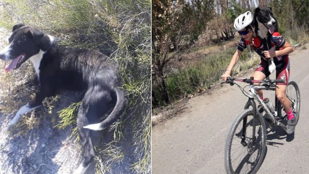 Un ciclista carga con un perro al hombro tras encontrarlo malherido mientras entrenaba: "Gracias por darle otra oportunidad"