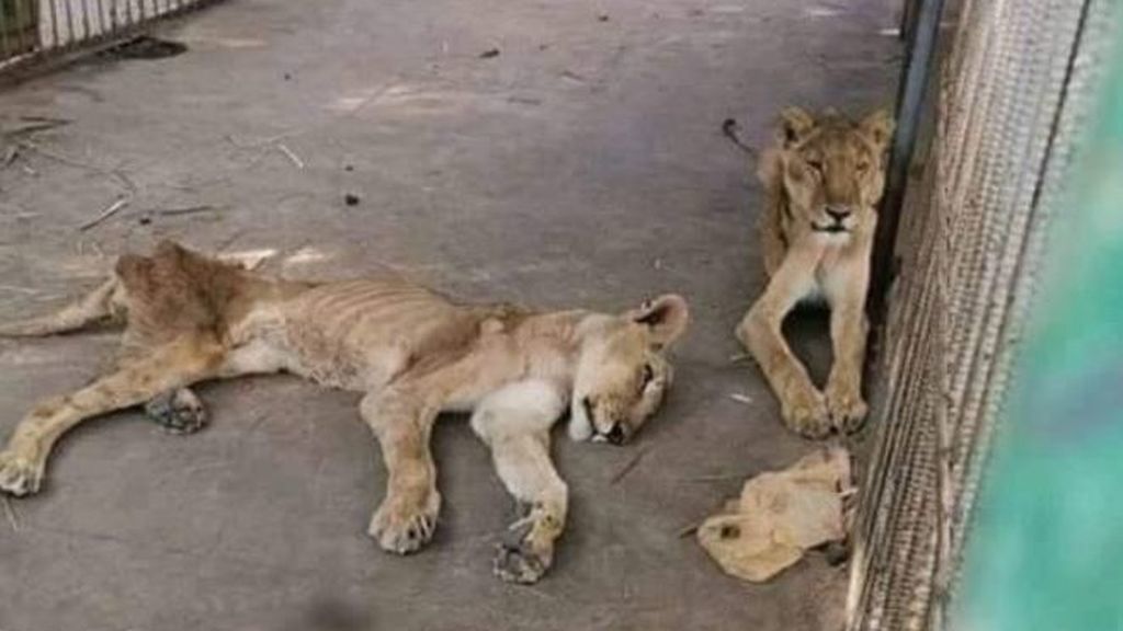 Leones famélicos en un zoo de Sudán Leones famélicos en un zoo de Sudán