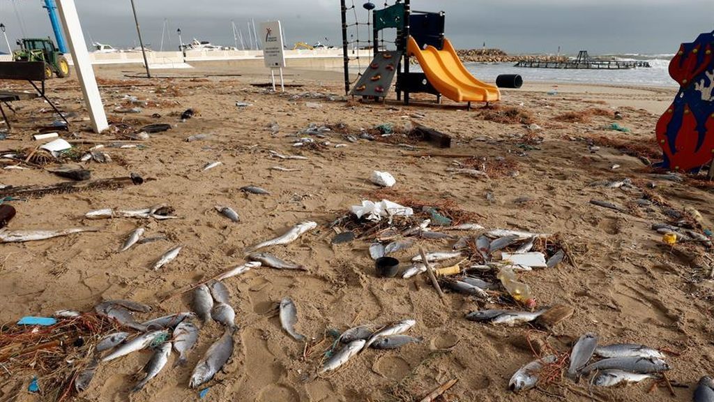 Miles de peces muertos tras la rotura de una piscifactoría por el temporal en Cataluña