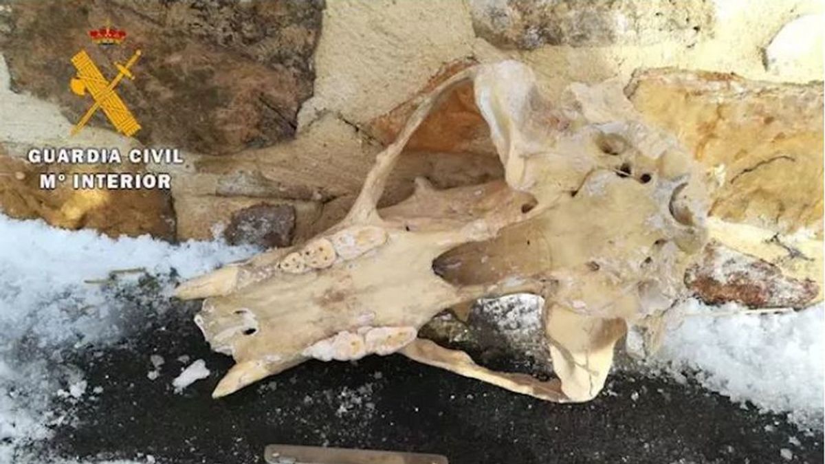 Se investiga la procedencia del cráneo de un oso en Palencia
