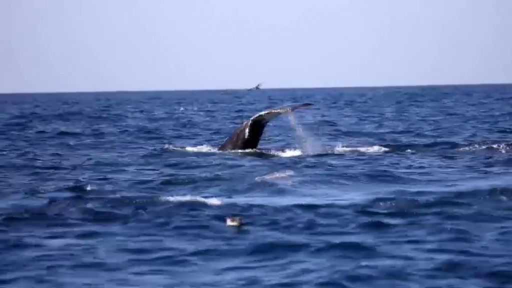 Espectaculares imágenes de un grupo de ballenas en plena migración