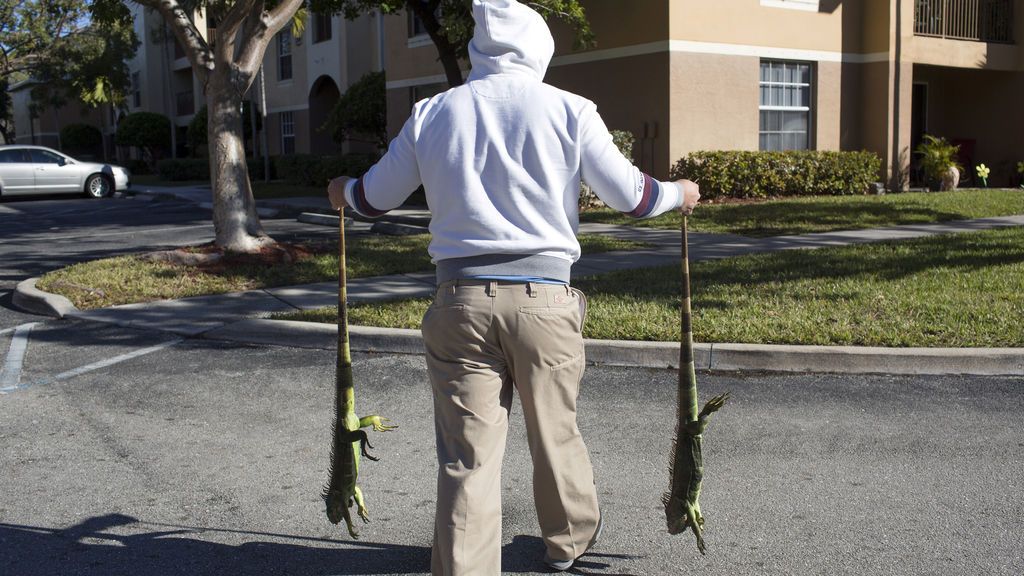 Alerta en el sur de Florida por la caída de iguanas de los árboles ante la oleada de frío Alerta en el sur de Florida por la caída de iguanas de los árboles ante la oleada de frío
