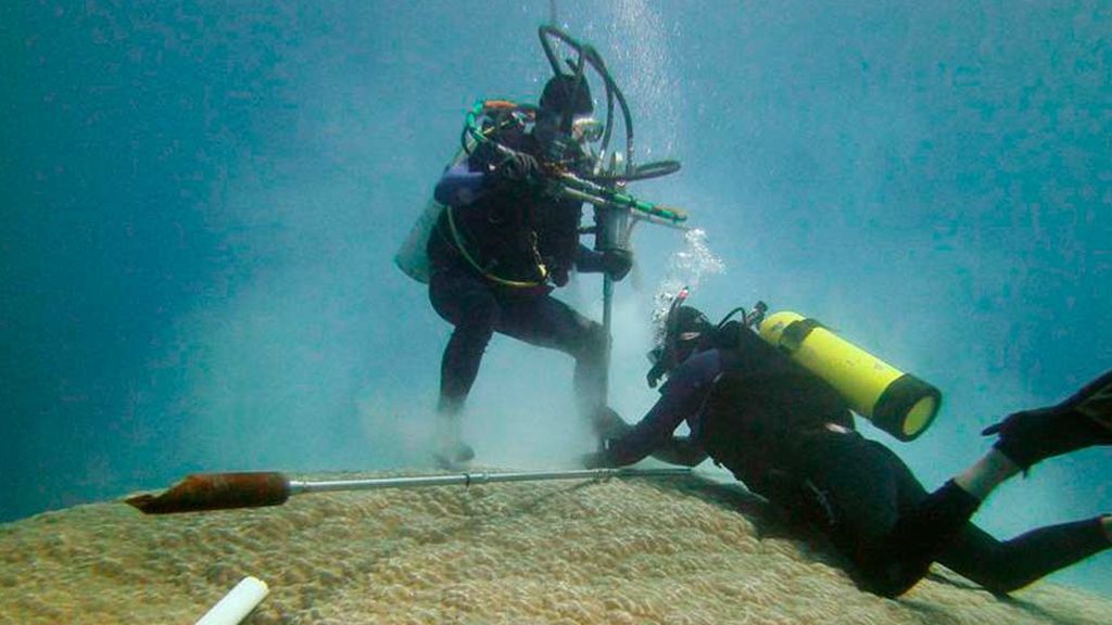 Buzos perforando un coral gigante