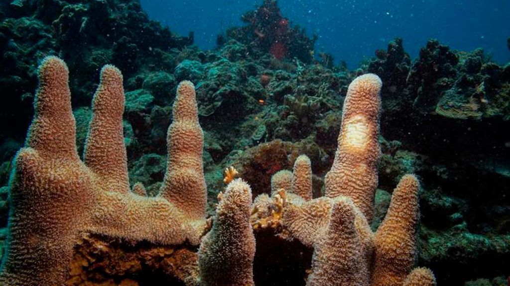 Tropic, el volcán submarino por el que pelean España y Marruecos Tropic, el volcán submarino por el que pelean España y Marruecos