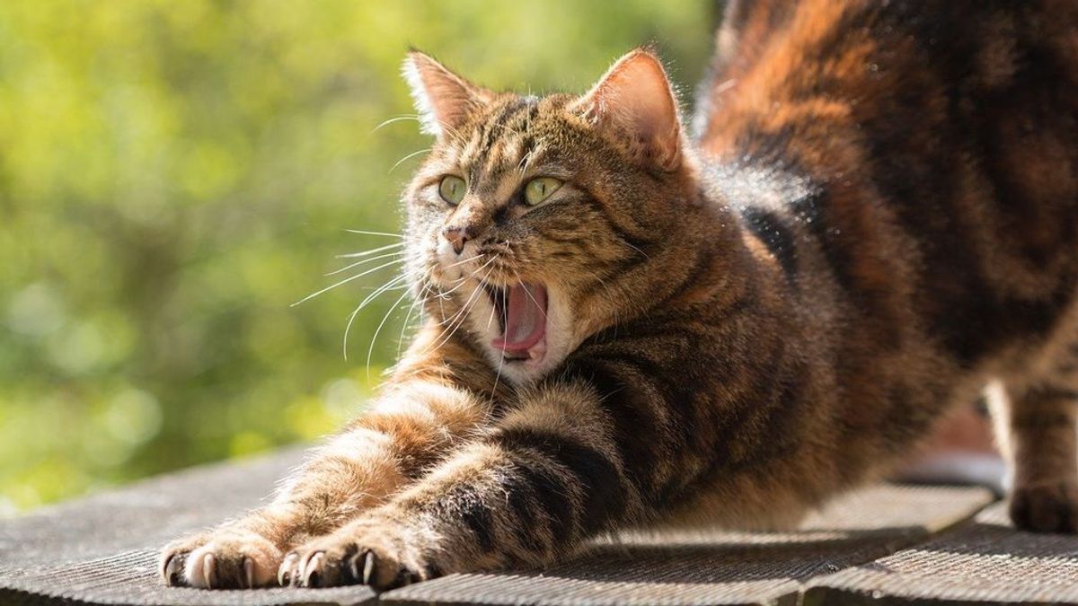 Una gata enloquece y ataca a su dueña, dejándola encerrada en su cocina dos días: tuvo que ser rescatada