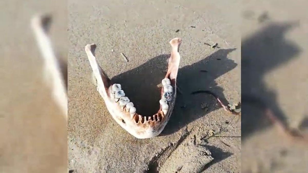 Gloria devuelve una mandíbula humana a una playa del Delta del Ebro