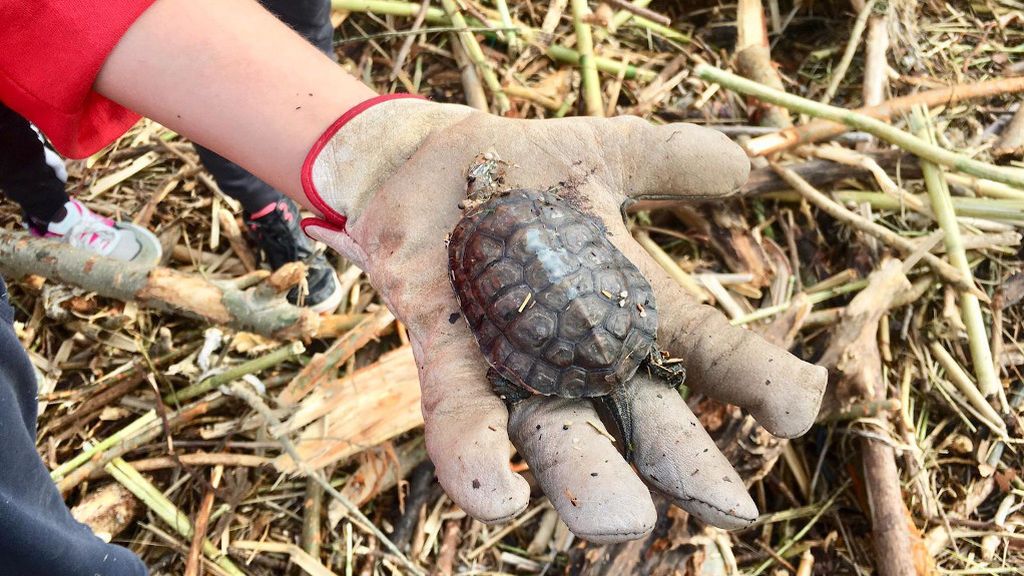 tortuga