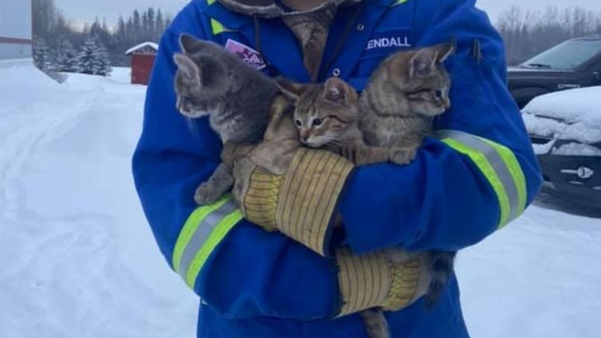 La agonía de tres cachorros de gatos atrapados en el hielo en Canadá: fueron rescatados y buscan un hogar