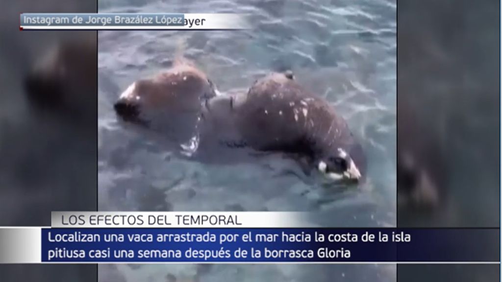 Los devastadores efectos de Gloria continúan: aparece una vaca flotando en el mar en Formentera