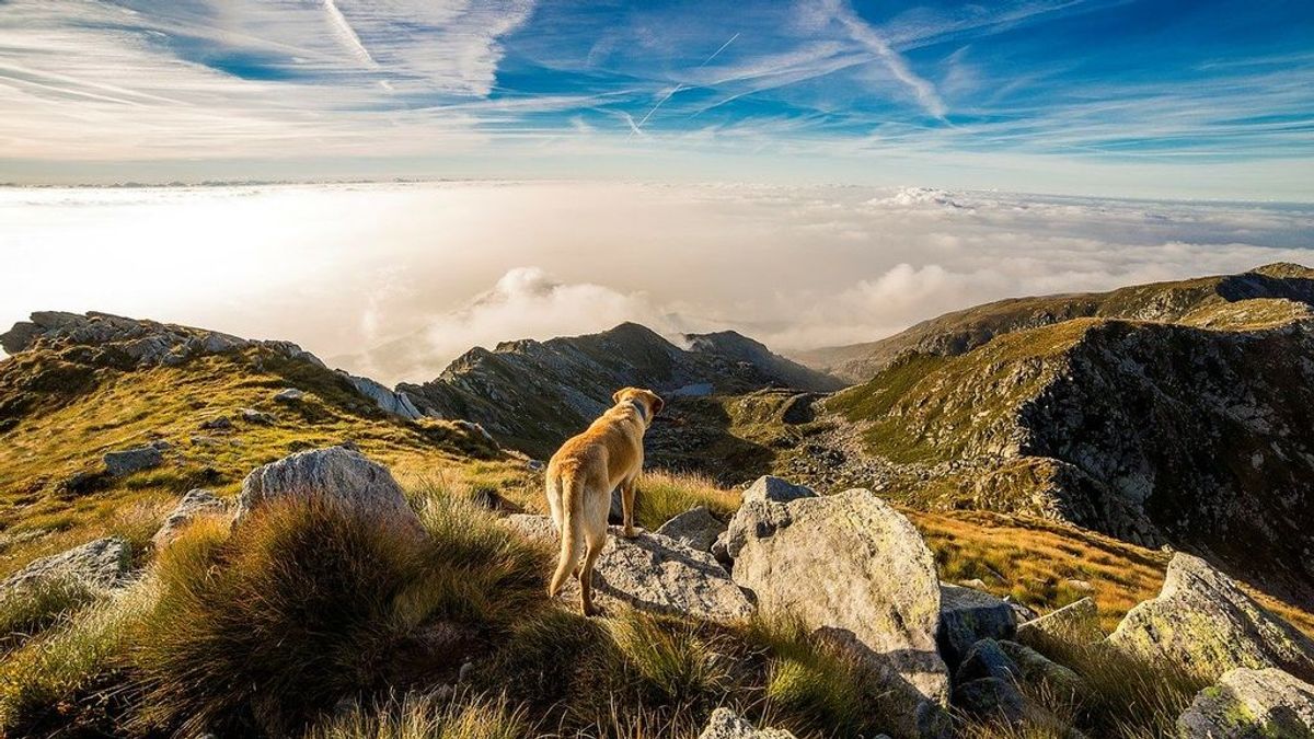 Un hombre es atacado por cinco perros mientras paseaba por el monte, en Asturias