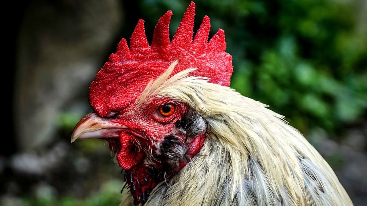 Un gallo de pelea mata a su dueño tras atacarle con la cuchilla de su garra en la India