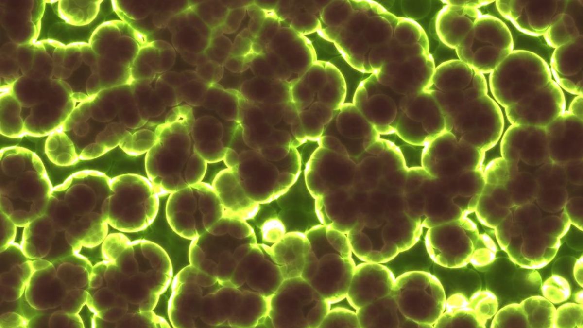 Descubren que los microbios del intestino podrían predecir nuestra muerte