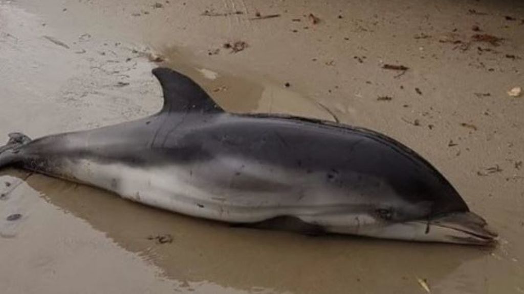 Bebés de delfín en las calles de Dénia: otro triste desenlace del temporal Bebés de delfín en las calles de Dénia: otro triste desenlace del temporal