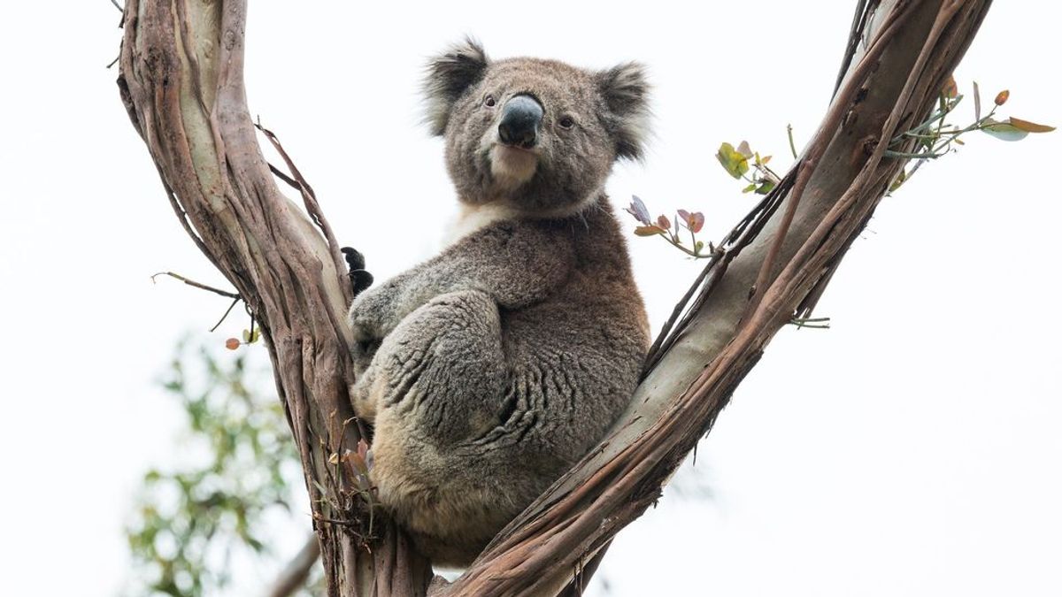 Manos a la obra para salvar al koala: secuencian su genoma por el peligro a que desaparezca