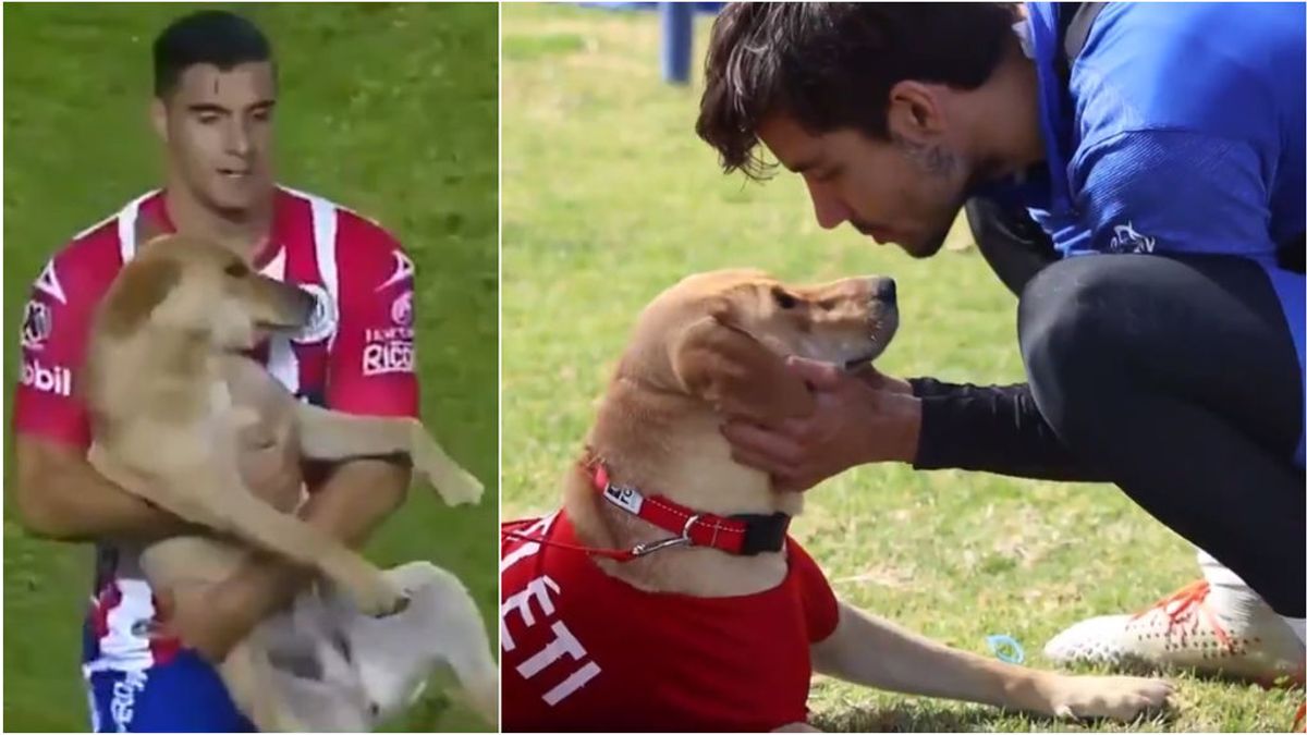 La perrita que se coló en un partido de fútbol y que acabó siendo adoptada por el club: "Bienvenida a la familia, Tunita"