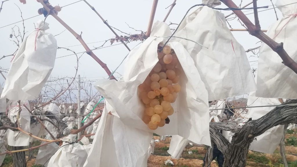 Racimo de uvas del Vinalopó