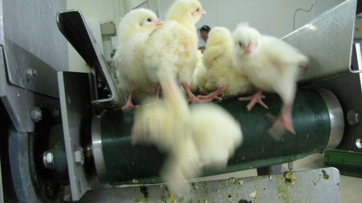 Francia prohibirá a finales de 2021 el exterminio de pollitos triturándolos