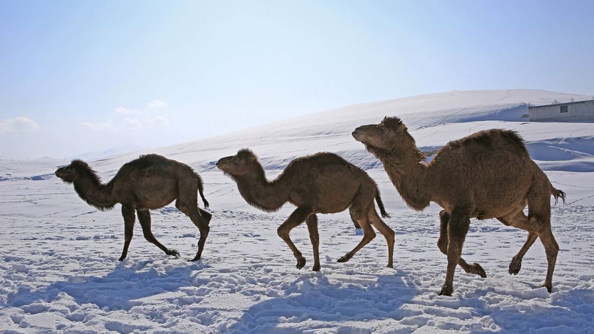 Camellos en la nieve: el invierno llega con fuerza al desierto de Jordania