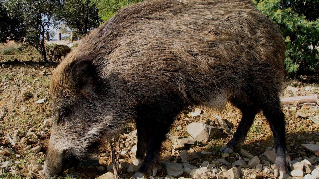 Lobos y jaulas para ahuyentar a los jabalíes: las medidas para evitar nuevos accidentes