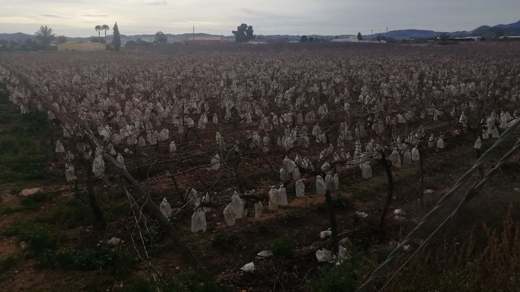 Explotación talada de uva del Vinalopó