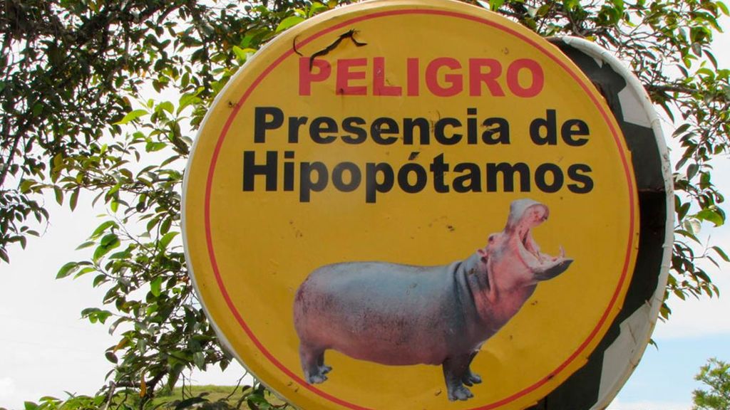 Los hipopótamos de Pablo Escobar, una exótica especie invasora en Colombia Los hipopótamos de Pablo Escobar, una exótica especie invasora en Colombia