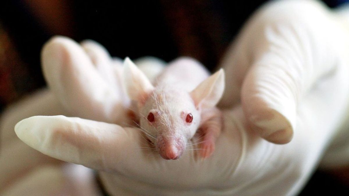 La rata que no tenía cerebro y llevó una vida completamente normal