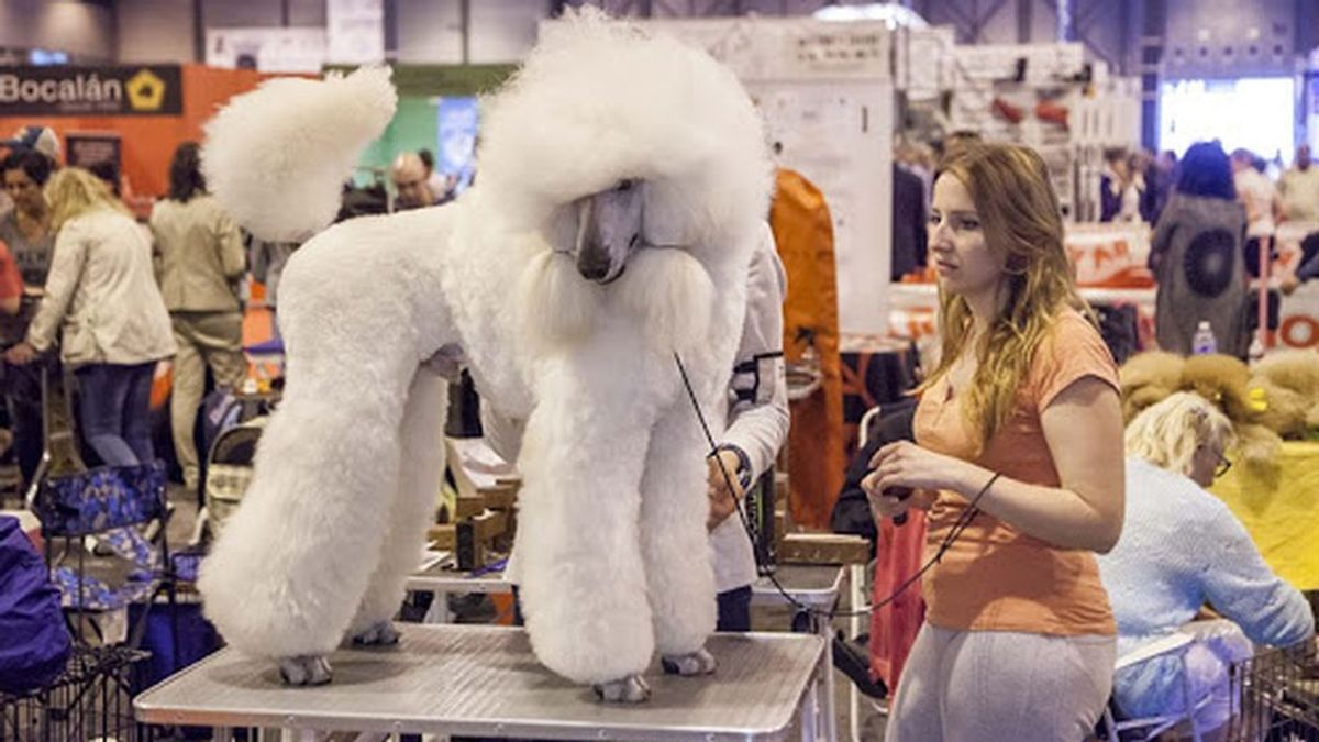 Madrid volverá a acoger la Exposición Mundial Canina después de 30 años