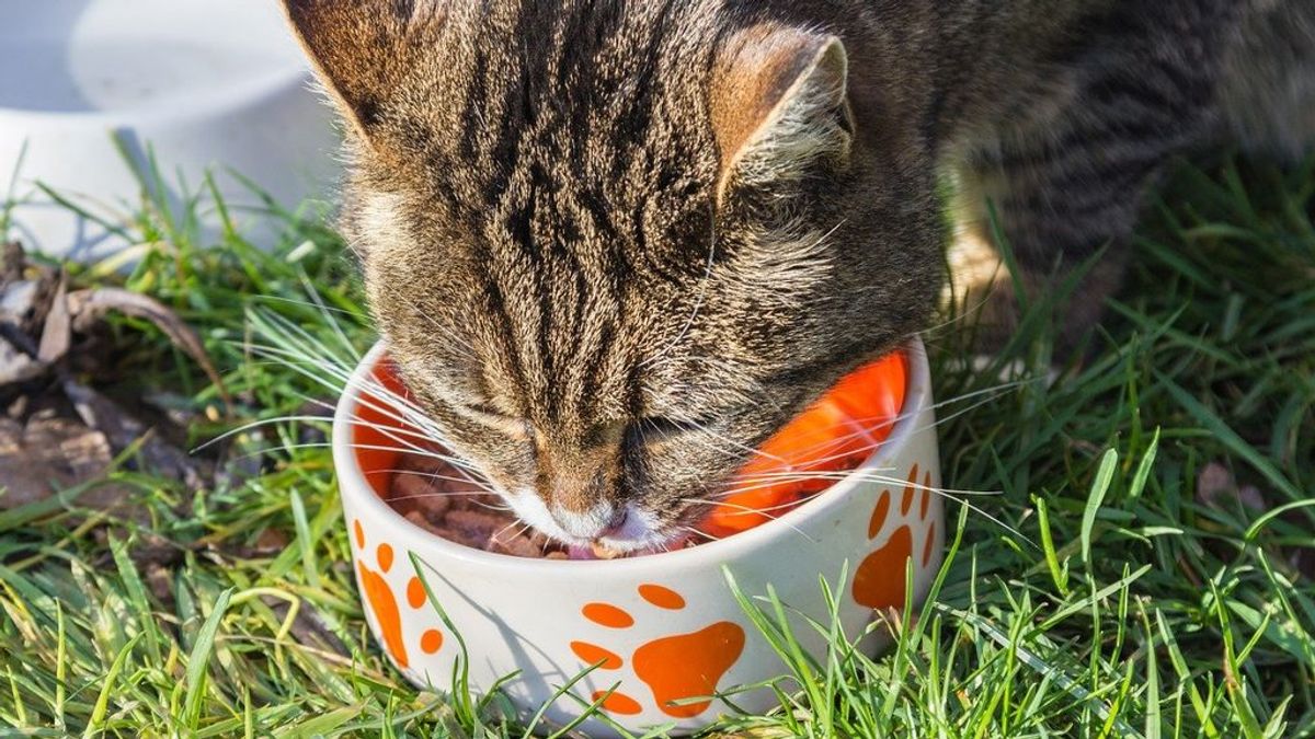 Podría ir a prisión por no dejar de alimentar a gatos callejeros: ha gastado más de 90000 euros en su comida